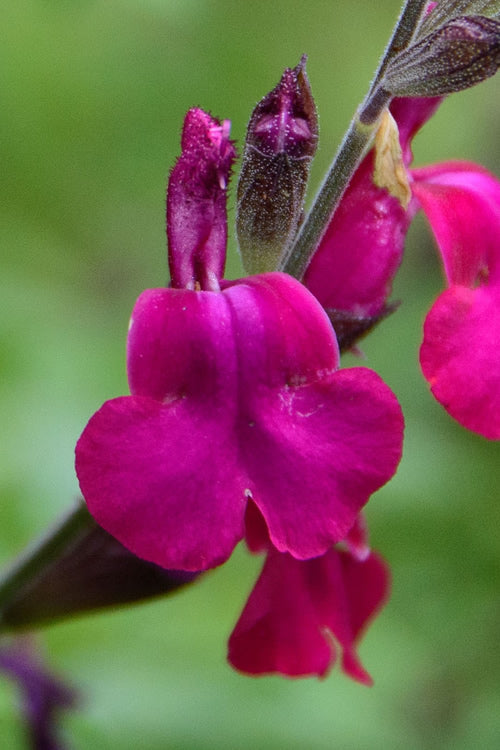 Heatwave Brilliance Salvia (Sage) - 1 Gallon Pot