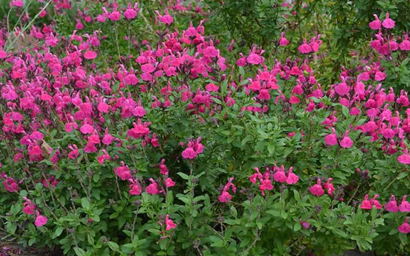  Heatwave Brilliance Salvia (Sage) - 1 Gallon Pot