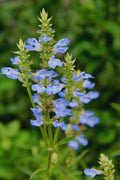  Bog Sage - Salvia Uliginosa - 3 Pack Of Quart Pots