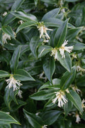  Confused Sweet Box (Sarcococca Confusa) - 3 Gallon Pot