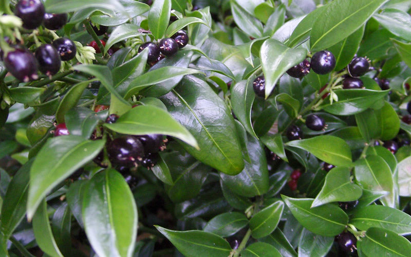  Confused Sweet Box (Sarcococca Confusa) - 3 Gallon Pot