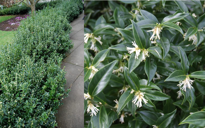  Confused Sweet Box (Sarcococca Confusa) - 6 Pack Of 1 Gallon Pots