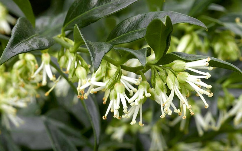  Confused Sweet Box (Sarcococca Confusa) - 1 Gallon Pot