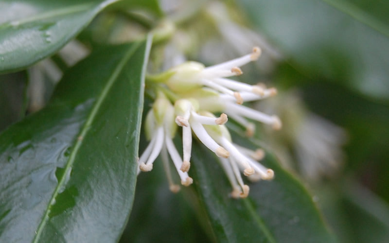  Confused Sweet Box (Sarcococca Confusa) - 1 Gallon Pot