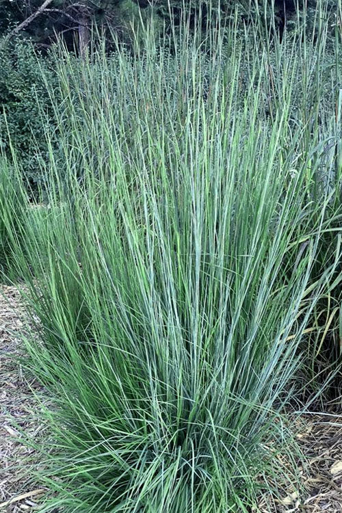  Blaze Little Bluestem Grass (Schizachyrium Scoparium) - 8 Pack Of 1 Gallon Pots