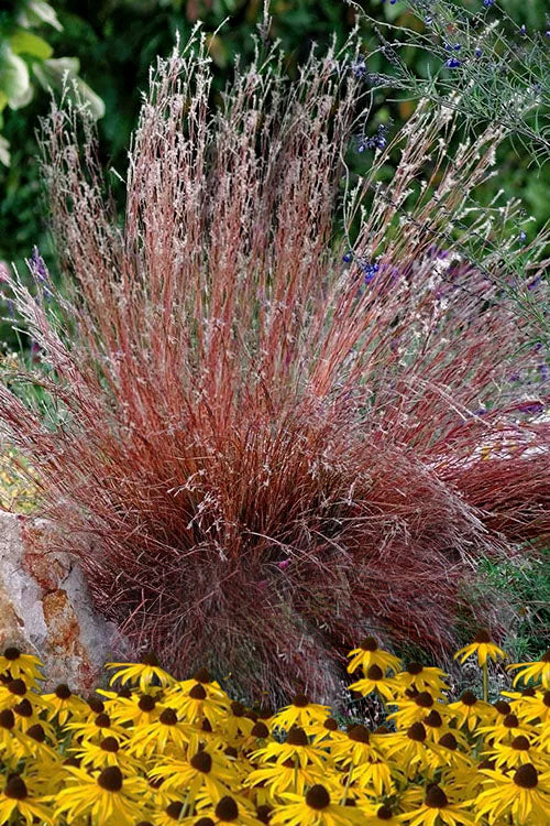  Blaze Little Bluestem Grass (Schizachyrium Scoparium) - 8 Pack Of 1 Gallon Pots