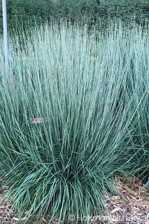  Blue Heaven Bluestem Grass - 1 Gallon Pot