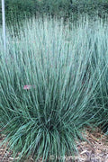  Blue Heaven Bluestem Grass - 6 Pack Of 1 Gallon Pots