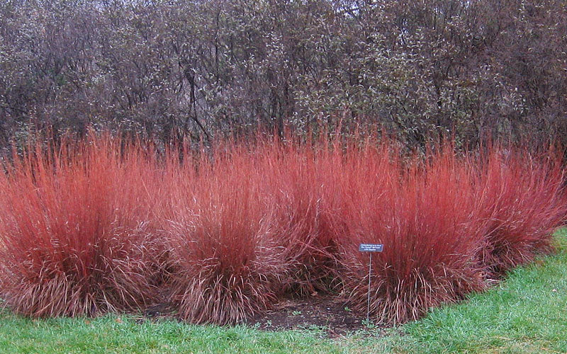  Blue Heaven Bluestem Grass - 6 Pack Of 1 Gallon Pots
