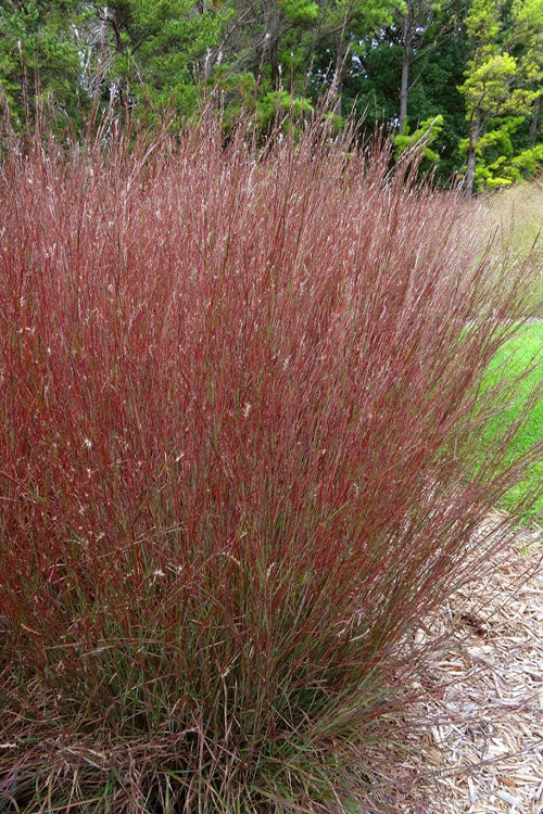  Blue Heaven Bluestem Grass - 1 Gallon Pot