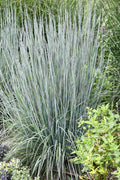  Brush Strokes Little Bluestem Grass - 1 Gallon Pot