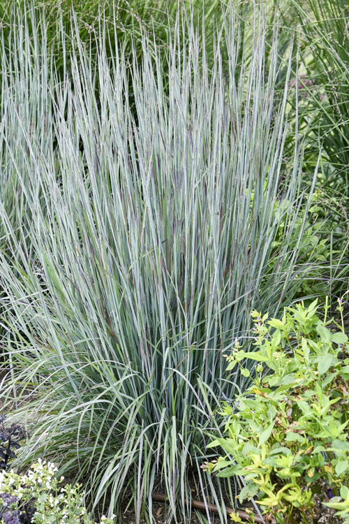  Brush Strokes Little Bluestem Grass - 1 Gallon Pot