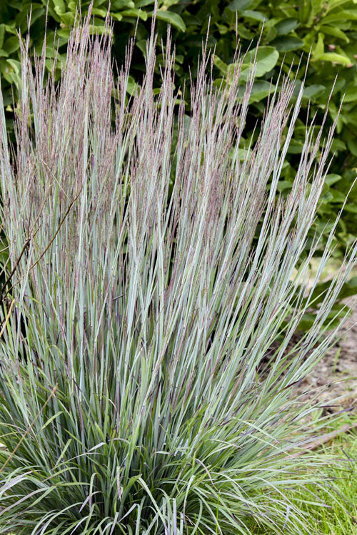  Brush Strokes Little Bluestem Grass - 1 Gallon Pot