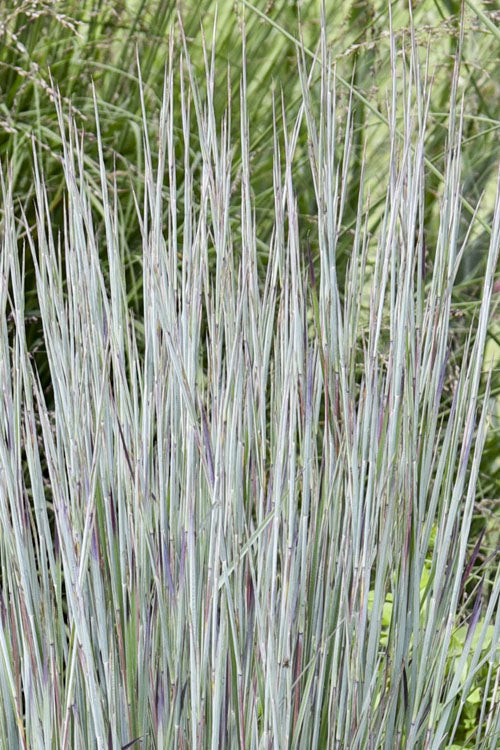  Brush Strokes Little Bluestem Grass - 1 Gallon Pot