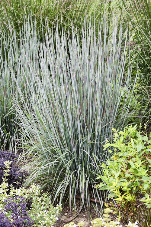  Brush Strokes Little Bluestem Grass - 1 Gallon Pot