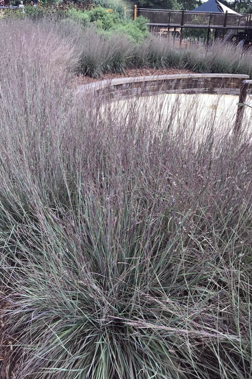  Carousel Little Bluestem Grass (Schizachyrium Scoparium) - 6 Pack Of 1 Gallon Pots