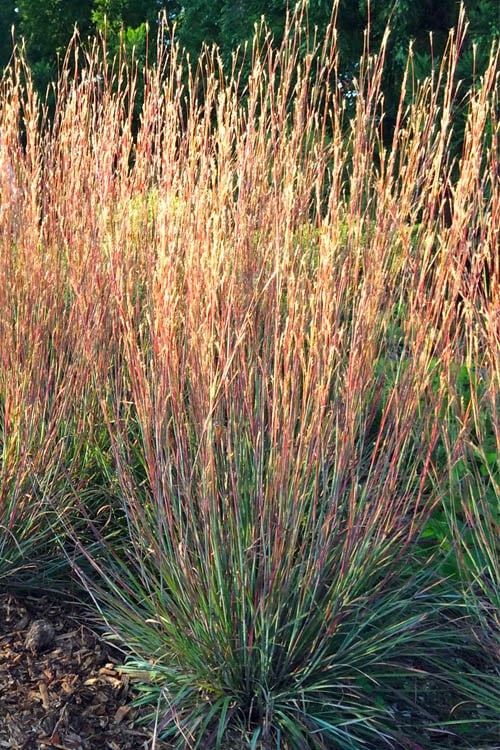  Carousel Little Bluestem Grass (Schizachyrium Scoparium) - 1 Gallon Pot
