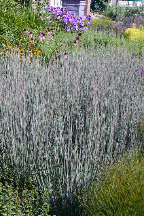  Carousel Little Bluestem Grass (Schizachyrium Scoparium) - 6 Pack Of 1 Gallon Pots