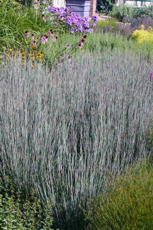  Carousel Little Bluestem Grass (Schizachyrium Scoparium) - 1 Gallon Pot