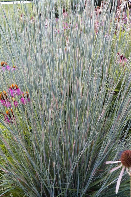  Carousel Little Bluestem Grass (Schizachyrium Scoparium) - 6 Pack Of 1 Gallon Pots