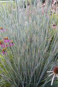  Carousel Little Bluestem Grass (Schizachyrium Scoparium) - 8 Pack Of 1 Gallon Pots