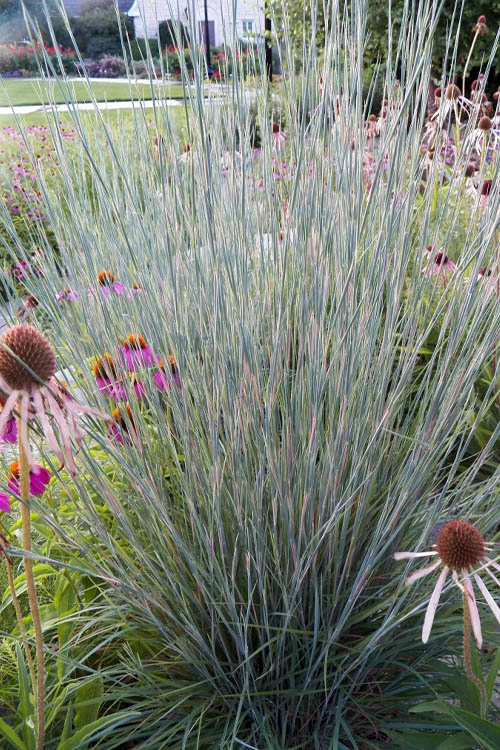  Carousel Little Bluestem Grass (Schizachyrium Scoparium) - 6 Pack Of 1 Gallon Pots