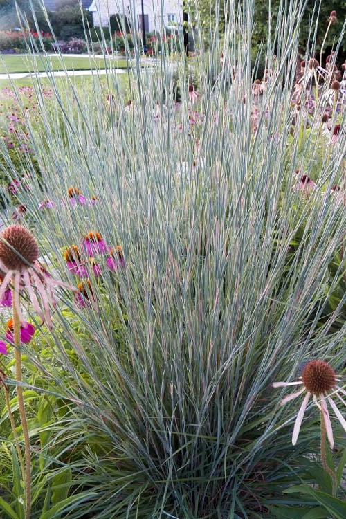  Carousel Little Bluestem Grass (Schizachyrium Scoparium) - 1 Gallon Pot