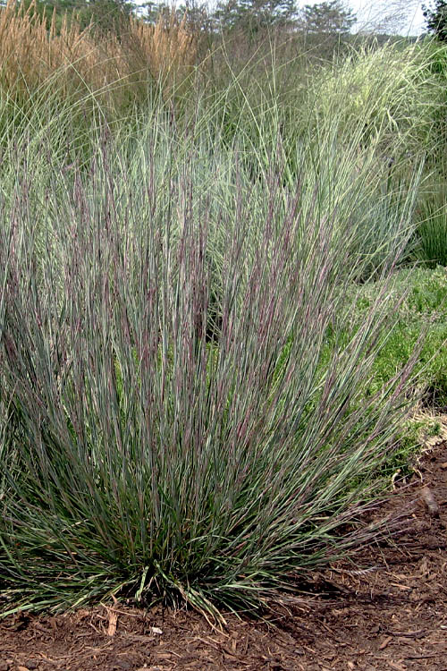  Carousel Little Bluestem Grass (Schizachyrium Scoparium) - 8 Pack Of 1 Gallon Pots