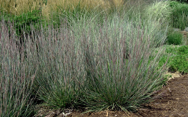  Carousel Little Bluestem Grass (Schizachyrium Scoparium) - 6 Pack Of 1 Gallon Pots