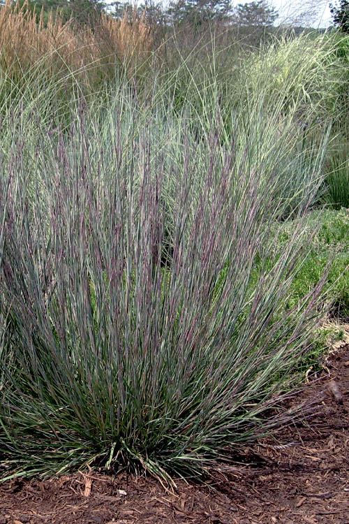  Carousel Little Bluestem Grass (Schizachyrium Scoparium) - 6 Pack Of 1 Gallon Pots