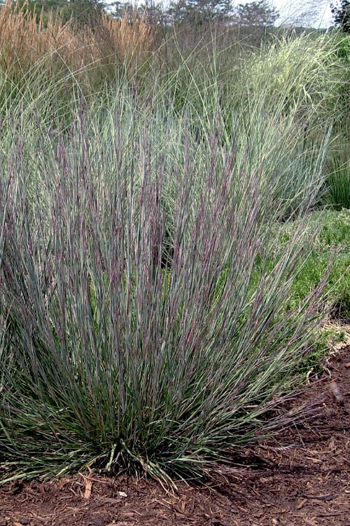  Carousel Little Bluestem Grass (Schizachyrium Scoparium) - 1 Gallon Pot