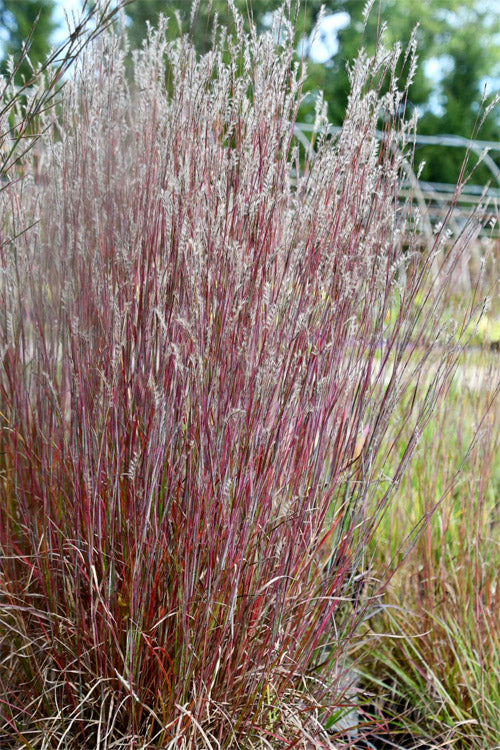  Little Red Fox Bluestem Grass - 1 Gallon Pot