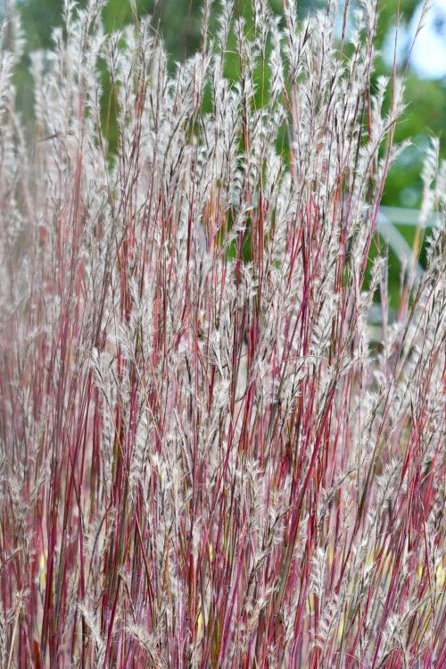  Little Red Fox Bluestem Grass - 1 Gallon Pot