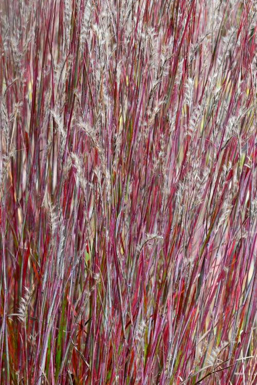  Little Red Fox Bluestem Grass - 1 Gallon Pot