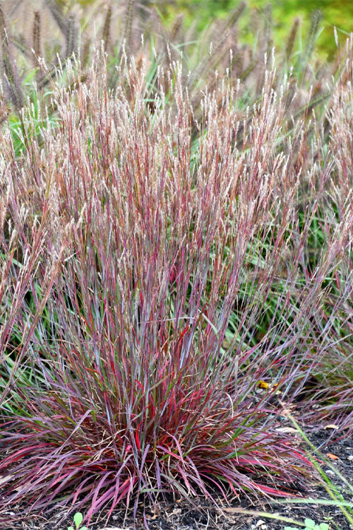  Little Red Fox Bluestem Grass - 1 Gallon Pot