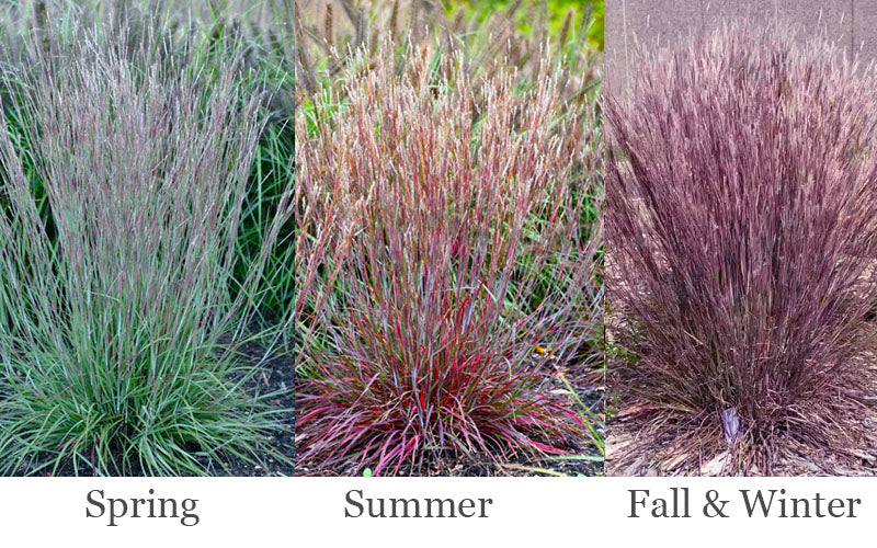  Little Red Fox Bluestem Grass - 1 Gallon Pot