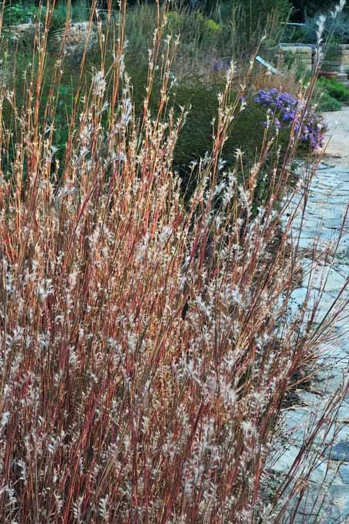  Prairie Blues Little Bluestem Grass (Schizachyrium Scoparium) - 1 Gallon Pot