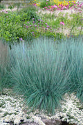  Prairie Blues Little Bluestem Grass (Schizachyrium Scoparium) - 6 Pack Of 1 Gallon Pots