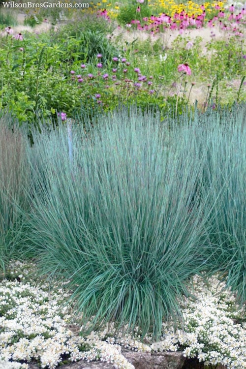  Prairie Blues Little Bluestem Grass (Schizachyrium Scoparium) - 1 Gallon Pot