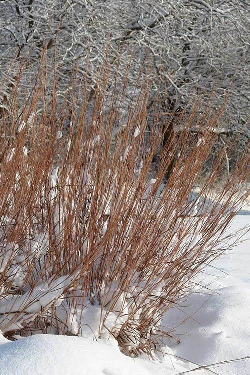  Standing Ovation Little Bluestem Grass (Schizachyrium Scoparium) - 6 Pack Of 1 Gallon Pots