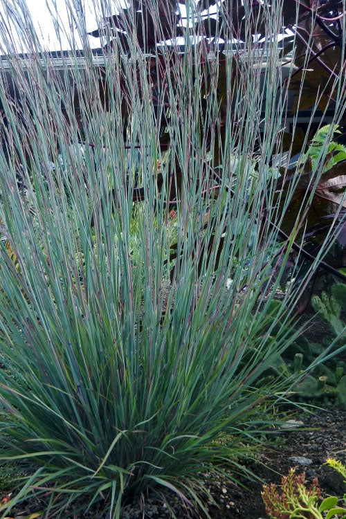  The Blues Little Bluestem Grass (Schizachyrium Scoparium) - 6 Pack Of 1 Gallon Pots