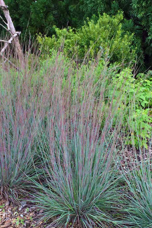  The Blues Little Bluestem Grass (Schizachyrium Scoparium) - 6 Pack Of 1 Gallon Pots