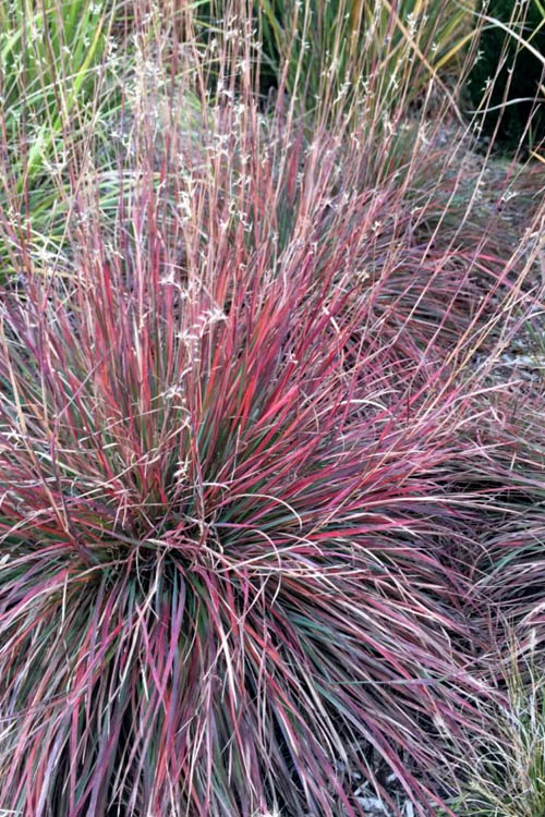  The Blues Little Bluestem Grass (Schizachyrium Scoparium) - 6 Pack Of 1 Gallon Pots
