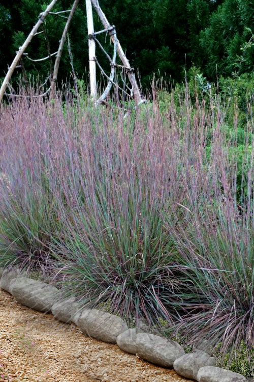  The Blues Little Bluestem Grass (Schizachyrium Scoparium) - 6 Pack Of 1 Gallon Pots