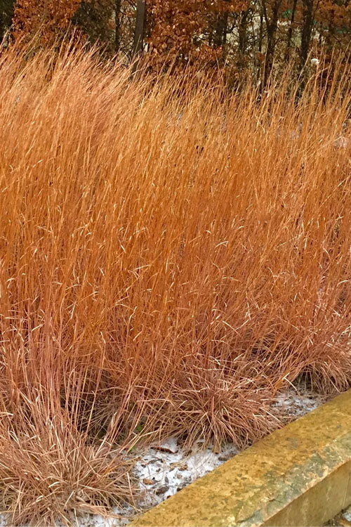  The Blues Little Bluestem Grass (Schizachyrium Scoparium) - 6 Pack Of 1 Gallon Pots