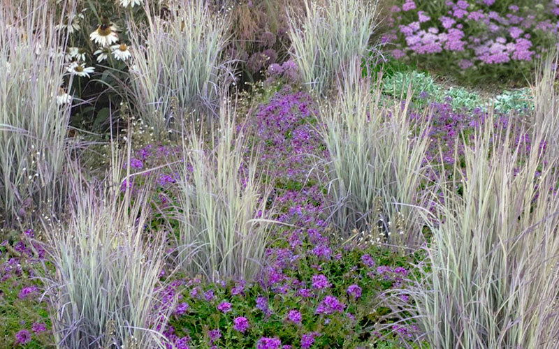  Twilight Zone Little Bluestem Grass (Schizachyrium Scoparium) - 3 Gallon Pot