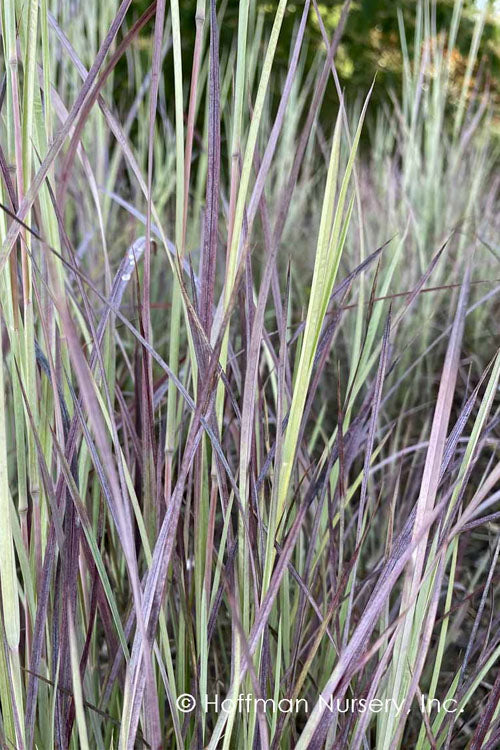  Twilight Zone Little Bluestem Grass (Schizachyrium Scoparium) - 3 Gallon Pot