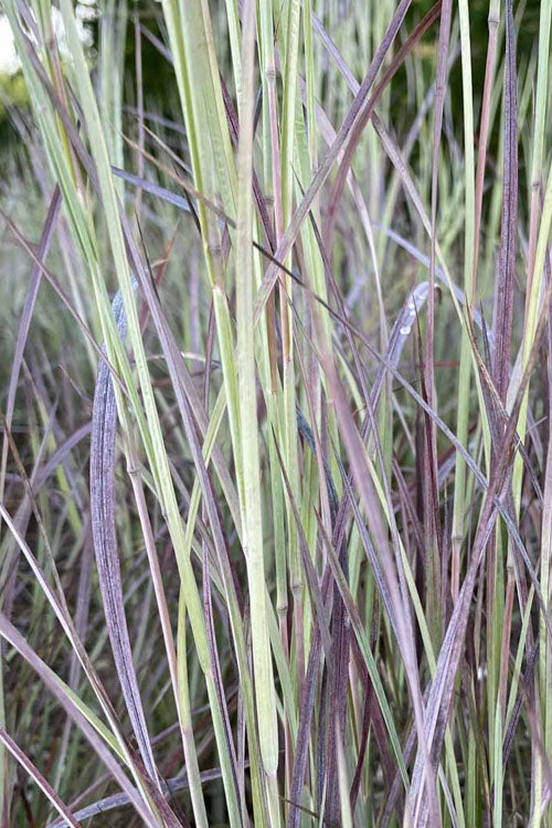  Twilight Zone Little Bluestem Grass (Schizachyrium Scoparium) - 3 Gallon Pot
