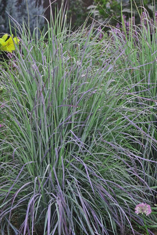  Twilight Zone Little Bluestem Grass (Schizachyrium Scoparium) - 1 Gallon Pot