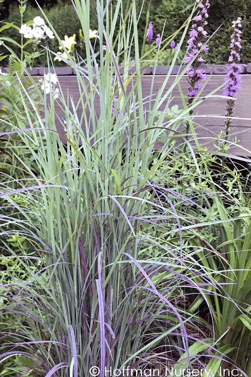  Twilight Zone Little Bluestem Grass (Schizachyrium Scoparium) - 3 Gallon Pot
